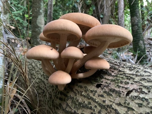 Agrocybe parasitica