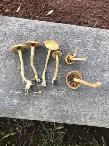 Agrocybe pediades — photo