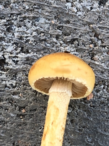 Agrocybe pediades — photo