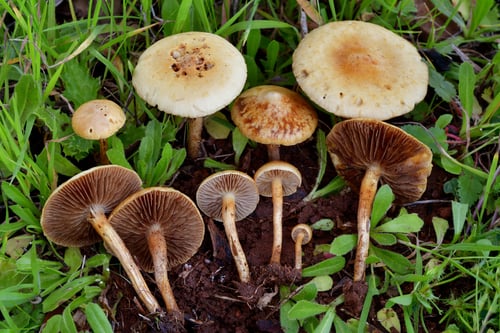 Agrocybe pediades