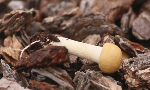 Agrocybe praecox (Early Agrocybe) — photo