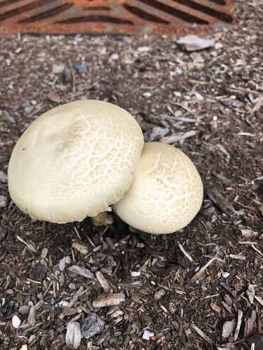 Agrocybe praecox (Early Agrocybe) — photo