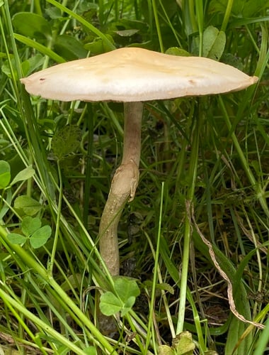 Agrocybe praecox