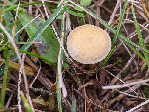 Agrocybe vervacti — photo