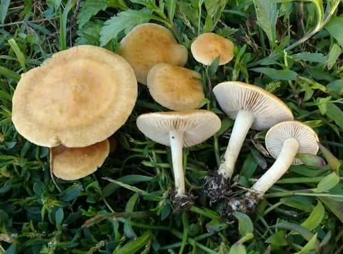 Agrocybe vervacti