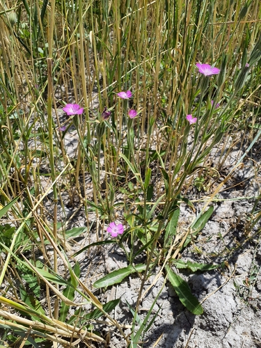 Agrostemma githago (Corncockle) — photo
