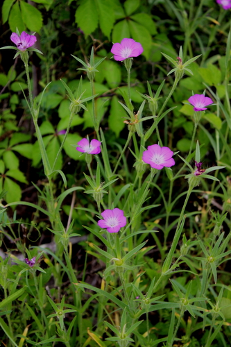 Agrostemma githago (Corncockle) — photo