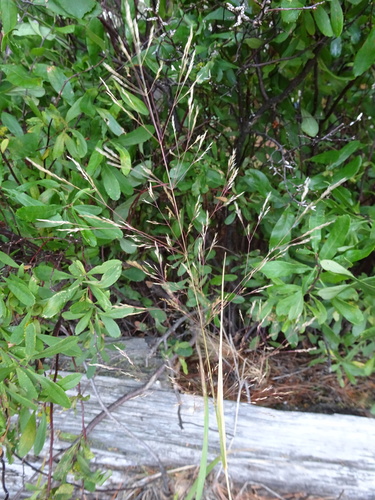Agrostis perennans (Upland bent) — photo