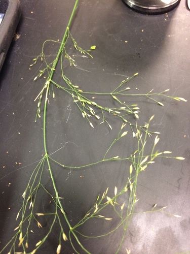 Agrostis perennans (Upland bent) — photo