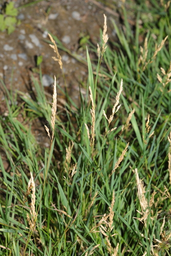 Agrostis stolonifera (Bentgrass) — photo