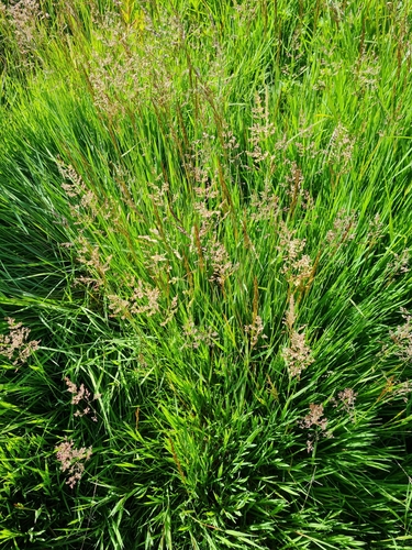 Agrostis stolonifera (Bentgrass) — photo