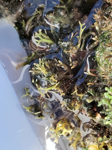 Ahnfeltiopsis flabelliformis (Okitsu-nori) — photo