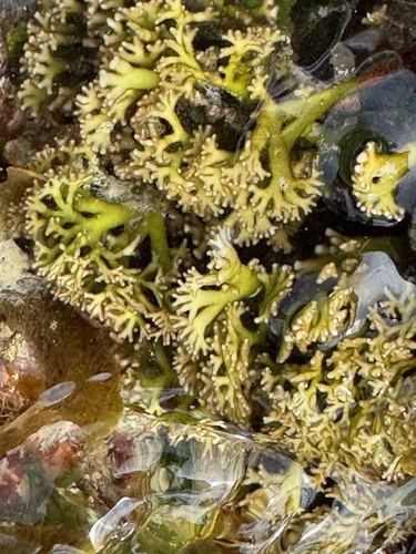 Ahnfeltiopsis flabelliformis (Okitsu-nori) — photo