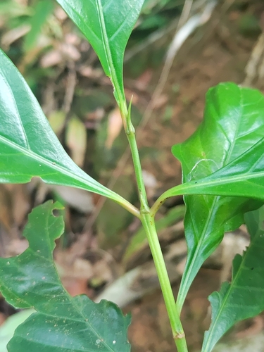Aidia cochinchinensis — photo