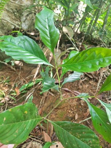 Aidia cochinchinensis — photo
