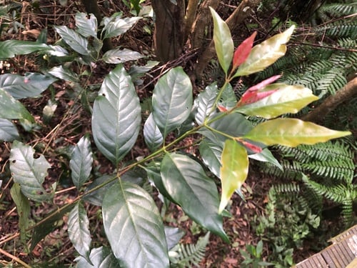 Rubiaceae