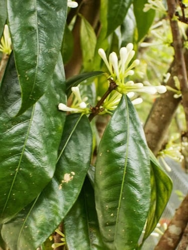 Aidia densiflora