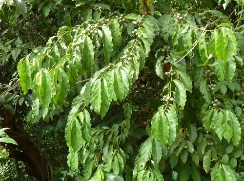 Aidia genipiflora (Karkar) — photo