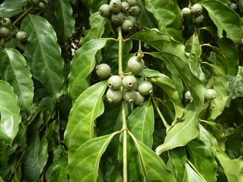 Aidia genipiflora