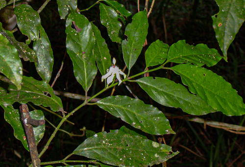 Aidia micrantha — photo