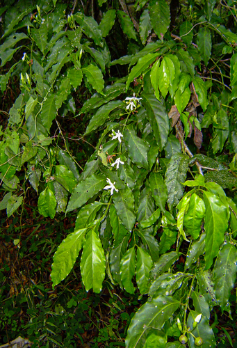 Aidia micrantha — photo