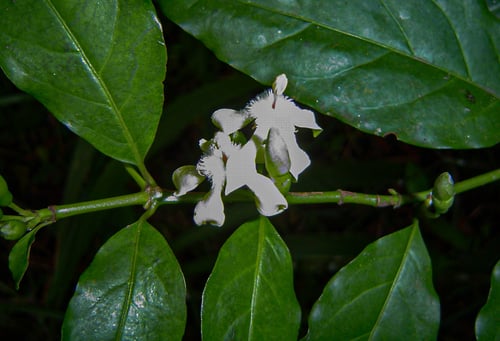 Aidia micrantha