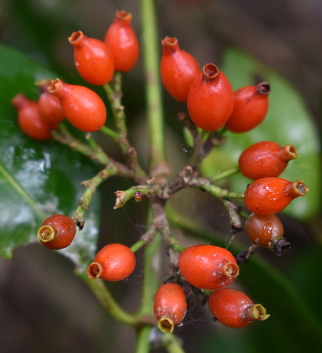 Aidia racemosa (Archer cherry) — photo