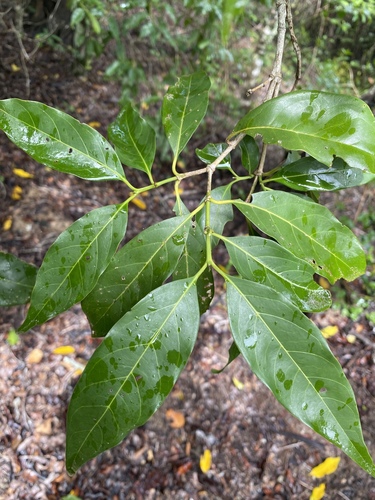 Aidia racemosa (Archer cherry) — photo