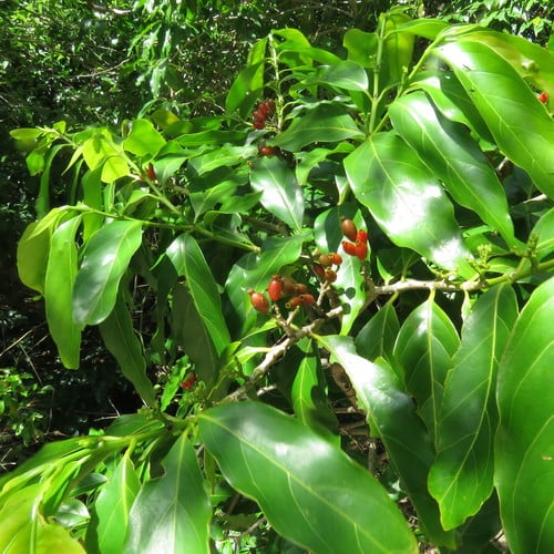 Aidia racemosa