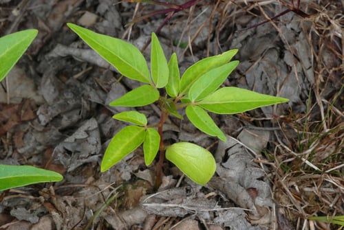 Ailanthus altissima (Tree of heaven) — photo