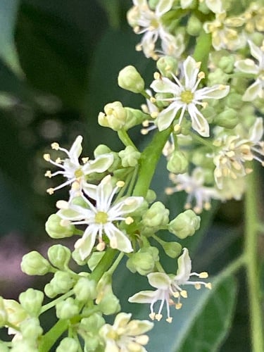 Ailanthus altissima (Tree of heaven) — photo