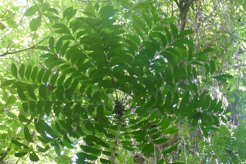 Ailanthus integrifolia (White siris) — photo