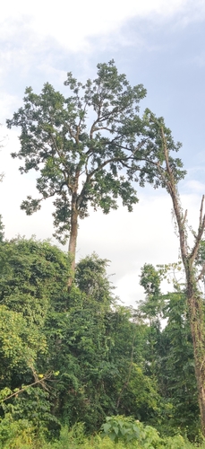 Ailanthus integrifolia (White siris) — photo