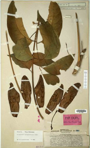 Ailanthus integrifolia