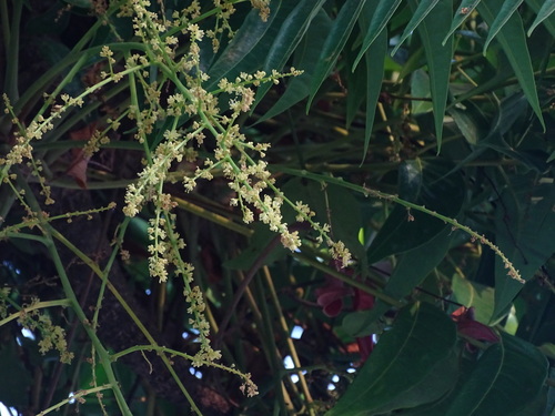 Ailanthus triphysa (White bean) — photo
