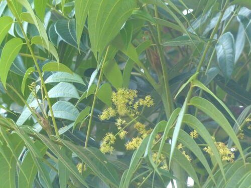 Ailanthus triphysa (White bean) — photo