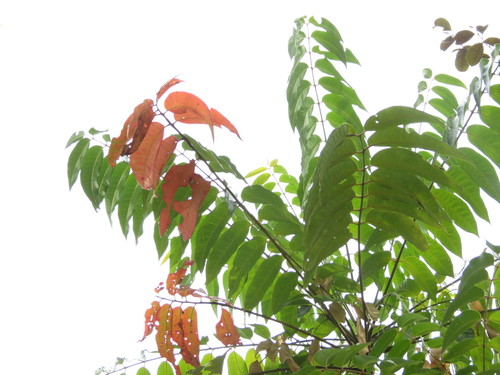 Ailanthus triphysa