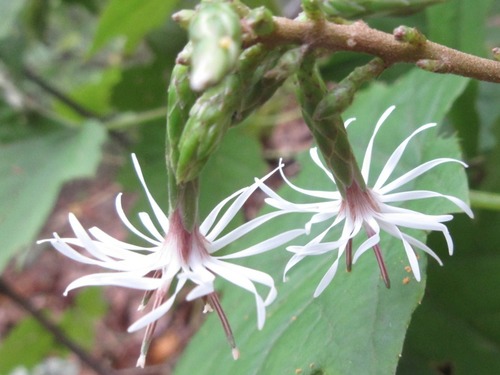 Ainsliaea acerifolia (Tanpungch'wi) — photo