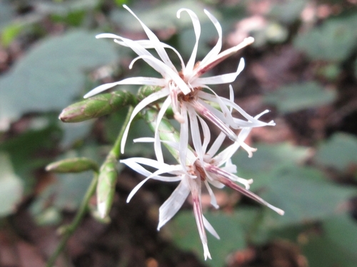 Ainsliaea acerifolia (Tanpungch'wi) — photo