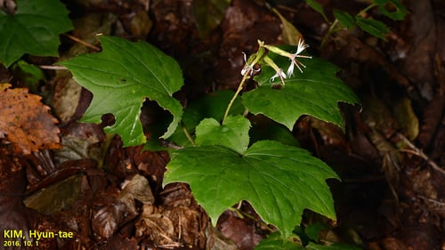 Ainsliaea acerifolia
