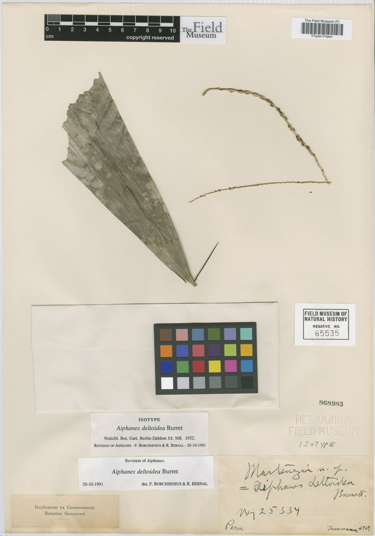 Aiphanes deltoidea (Shicashica) — photo