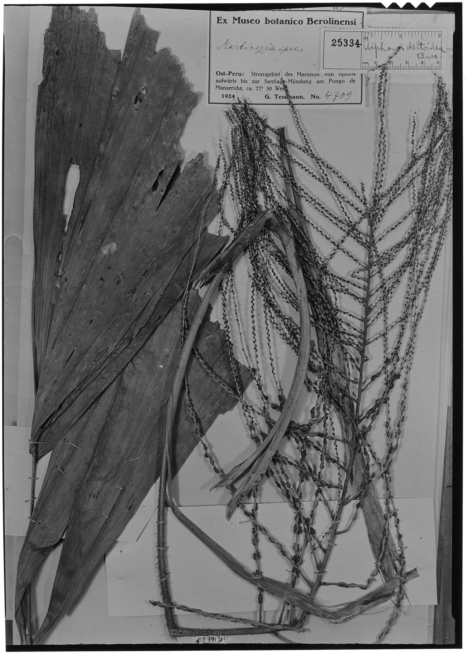 Aiphanes deltoidea
