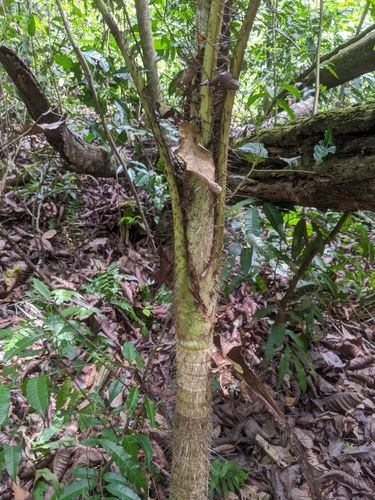 Aiphanes hirsuta (Hairy ruffle palm) — photo