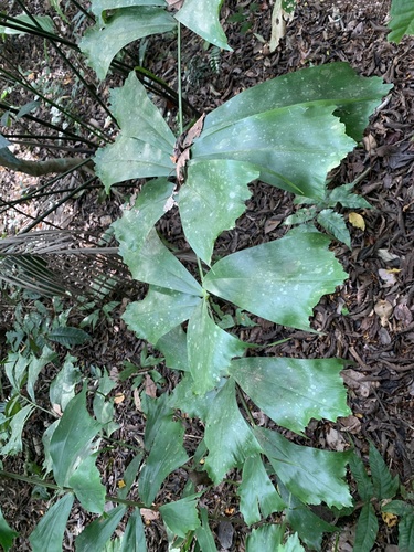 Aiphanes hirsuta