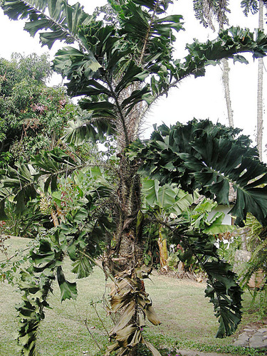 Aiphanes horrida (Thorny ruffle palm) — photo