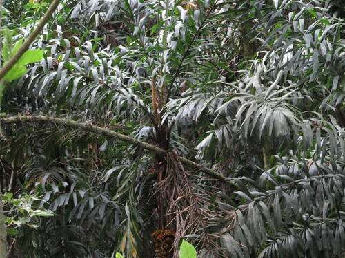 Aiphanes linearis (Linear ruffle palm) — photo