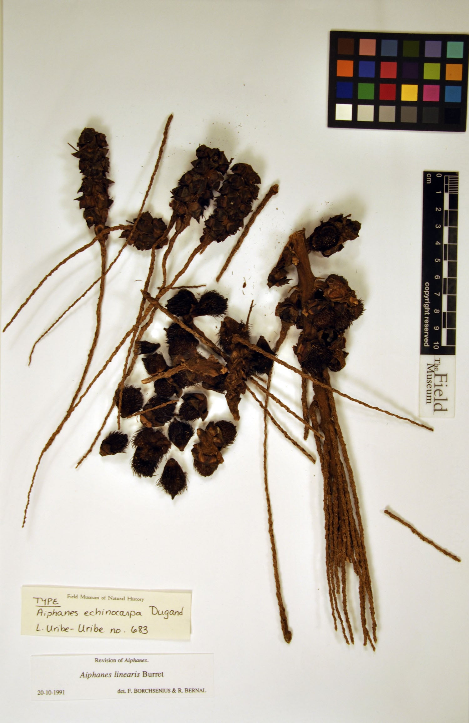 Aiphanes linearis (Linear ruffle palm) — photo