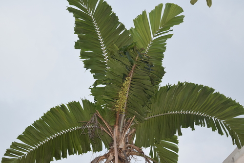 Aiphanes minima (Coyure palm) — photo