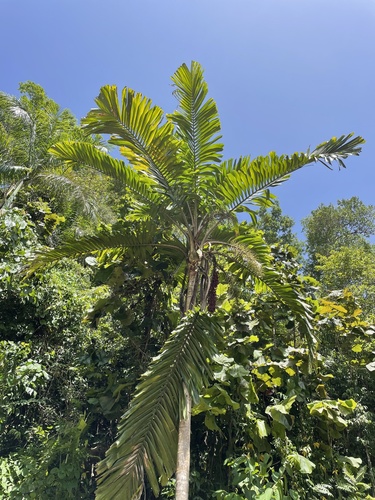 Aiphanes minima (Coyure palm) — photo
