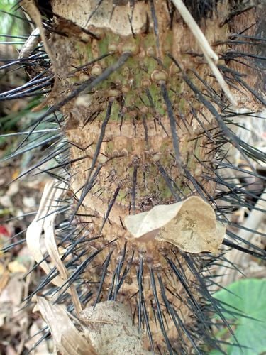 Aiphanes minima